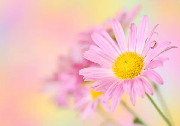 Pink chrysanthemum flowers on colorful background — Stock Photo, Image