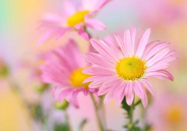 Pink chrysanthemum flowers — Stock Photo, Image