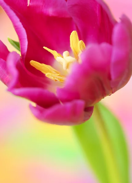 Tulipán —  Fotos de Stock