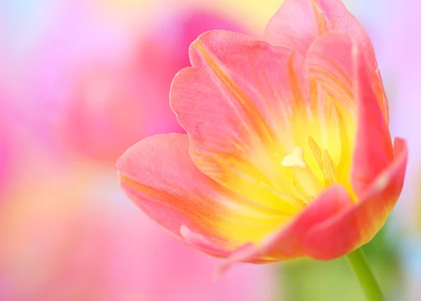 Tulpenblüte — Stockfoto