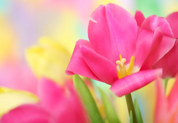 Tulip flower — Stockfoto