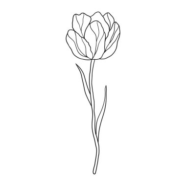 Tulip flower in doodle style on white background.