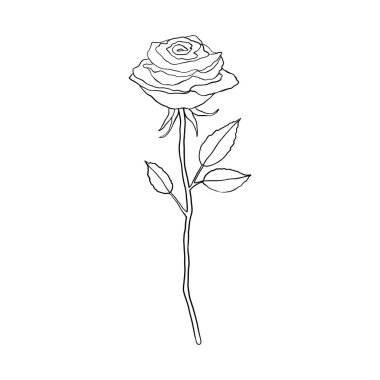 Rose flower in doodle style on white background.