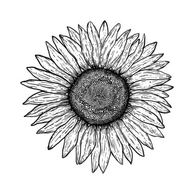 Sunflower in vintage engraving style on white background.