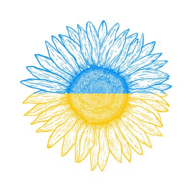 Sunflower in the colors of the Ukrainian flag on white background.