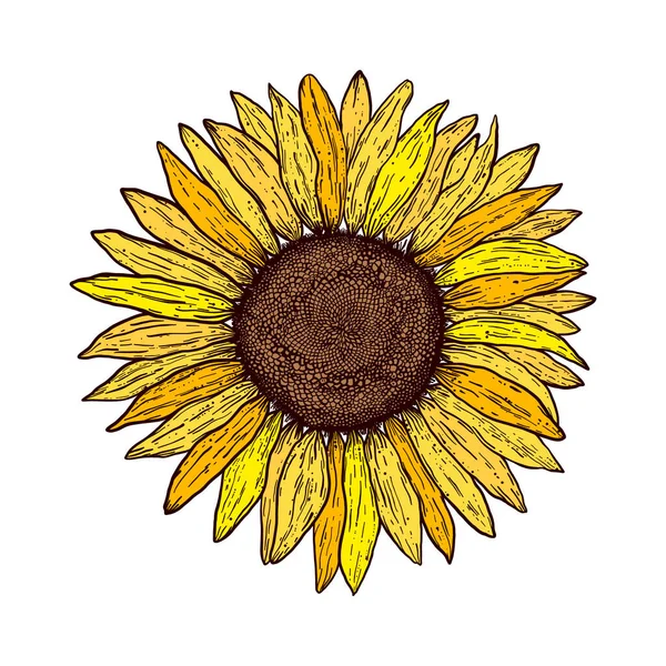 Sunflower Vintage Engraving Style White Background — Stockvector