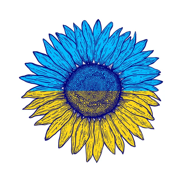 Sunflower Colors Ukrainian Flag White Background — Vettoriale Stock