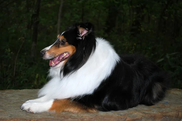 Sheltie Tricolor perro descansa en la roca Imágenes De Stock Sin Royalties Gratis