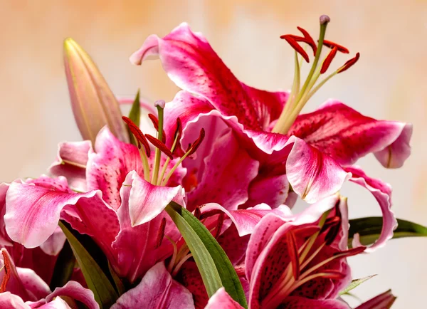 Pink lilies on a colored background Stock Picture