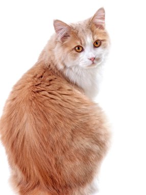 Beyaz arka plandaki kedi