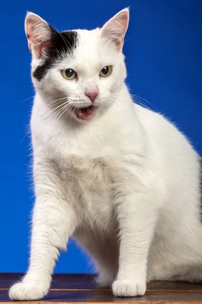 Vit katt på blå bakgrund — Stockfoto