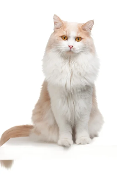 Gato em um fundo branco Fotografia De Stock