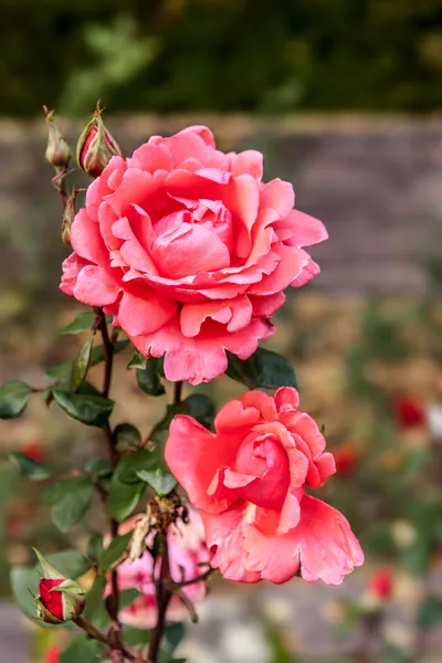Piękno róży kwiat — Zdjęcie stockowe
