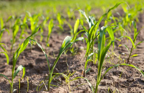 Spruiten in een lente seizoen — Stockfoto