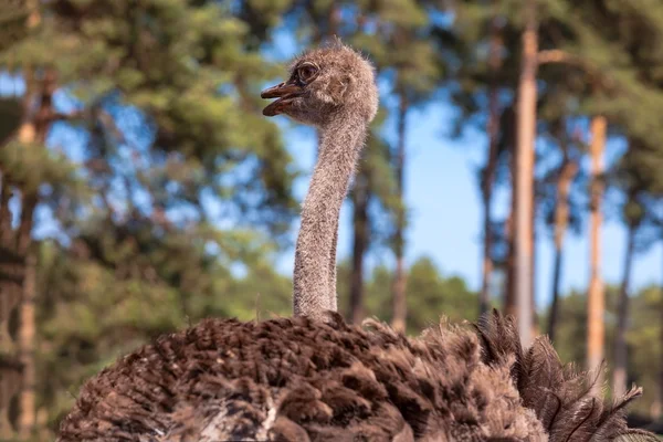 Ostrich standing in a zoo — Stock Photo, Image