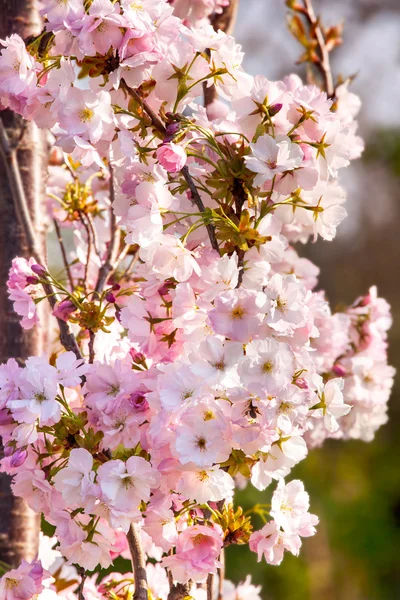 Frühling rosa Kirschblüten — Stockfoto
