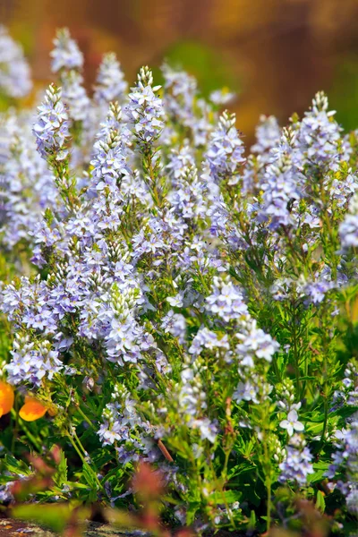 Meadow Sage (Salvia pratensis) — Stock Photo, Image