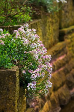 Alyssum (lobularia maritima çiçekler).