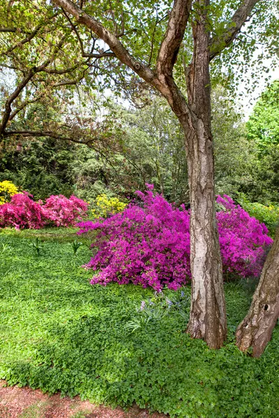 Rododendronových keřů v letní zahradě — Stock fotografie