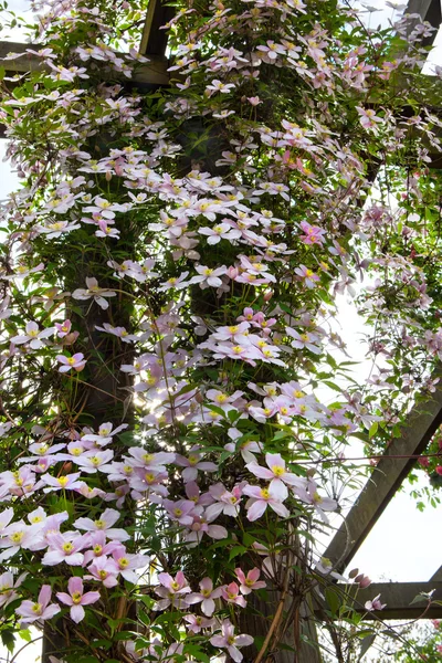 Clematis blüht an einer Wand — Stockfoto