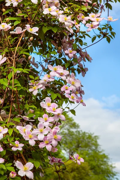 Clematis flowers on a wall — Stock Photo, Image