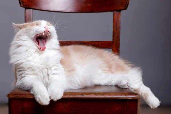 Пухнаста змішана кішка на сірому фоні — стокове фото