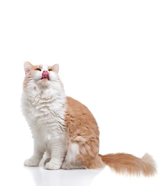 Імбир кішка ізольовані над білим тлом. — стокове фото