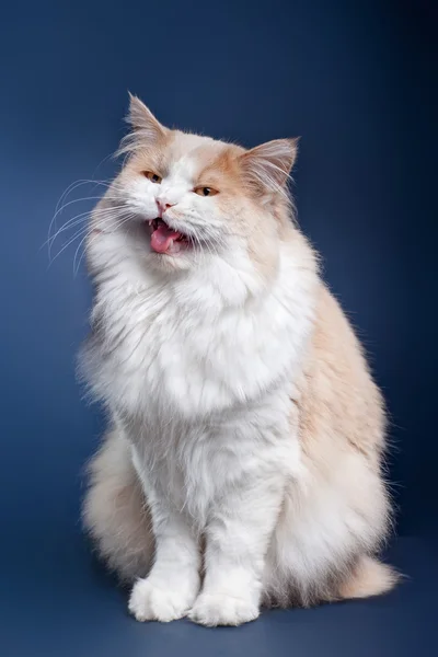 Ginger Cat over blue background. — Stock Photo, Image