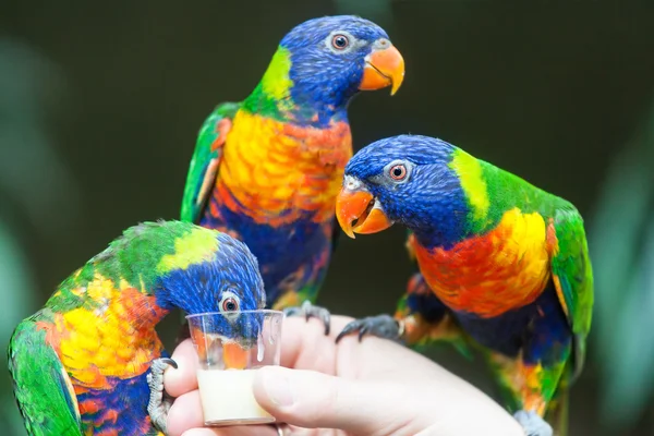 Szivárványos lóri papagáj — Stock Fotó