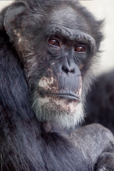 Western Lowland Gorilla portrait — Stock Photo, Image