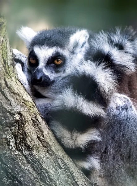 Ring-tailed lemur lemur catta — Stock Photo, Image