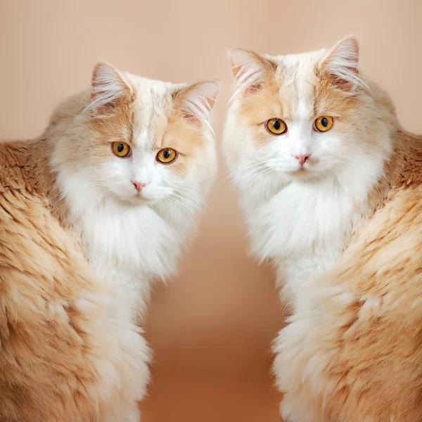 Two  cats on orange background — Stock Photo, Image