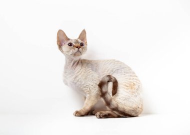 Beyaz arka planda Devon Rex Kedisi