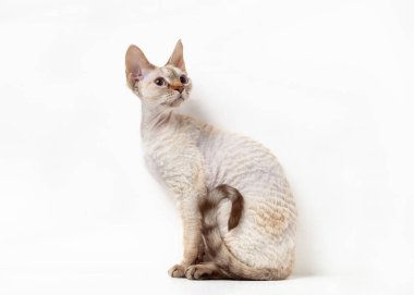 Beyaz arka planda Devon Rex Kedisi