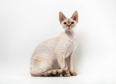 Beyaz arka planda Devon Rex Kedisi