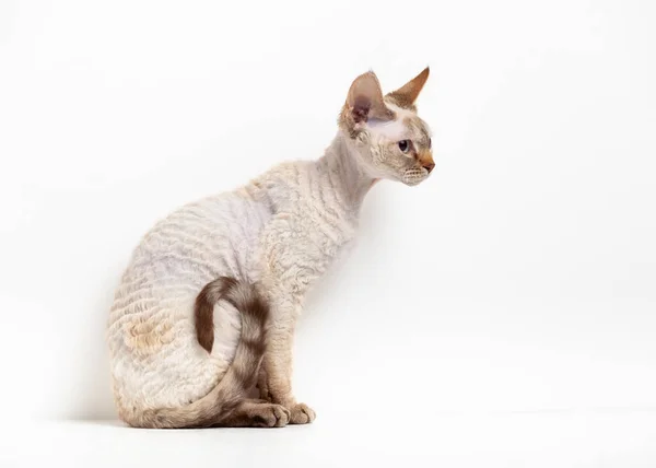 Devon Rex Cat em um fundo branco — Fotografia de Stock