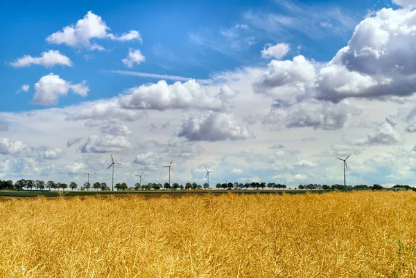 Veld Van Gouden Tarwe Onder Blauwe Lucht Wolken — Stockfoto