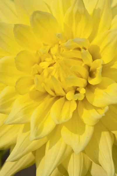 Flor de dalia amarilla —  Fotos de Stock