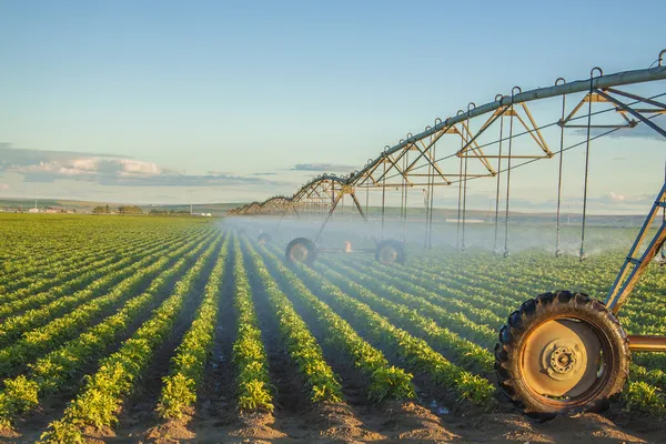 Campo de patatas — Foto de Stock