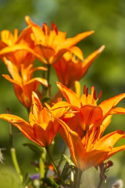 orange lilies