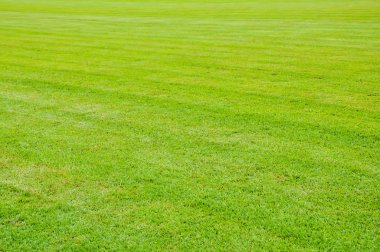 güzel yeşil çimen