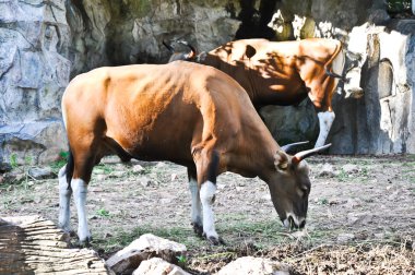 bizon tropikal ormanlarda Tayland