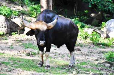 bizon tropikal ormanlarda Tayland