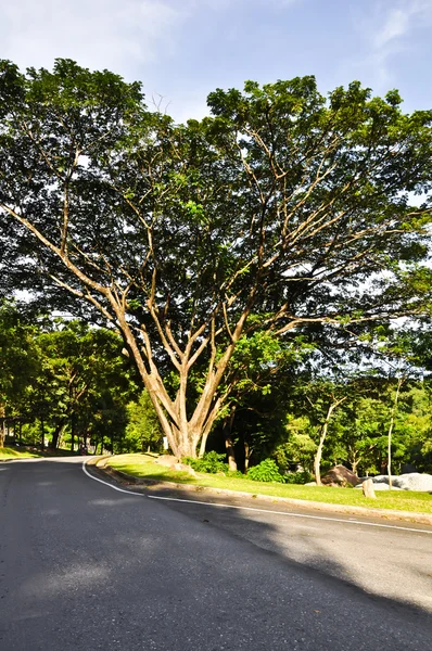 Деревья в лесу и на дороге — стоковое фото