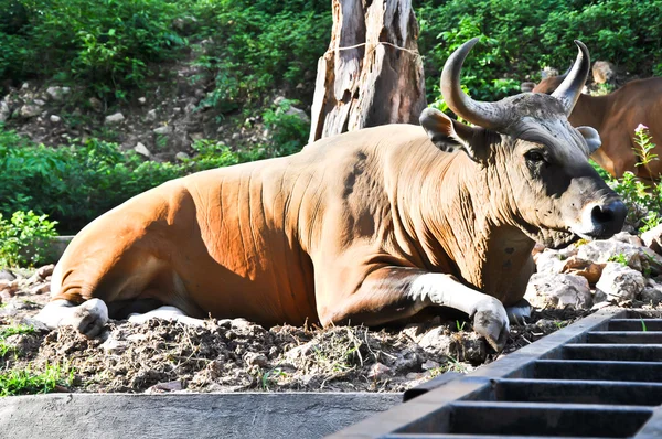 Bison in tropische bossen in thailand — Stockfoto