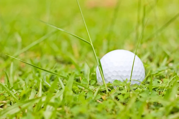 Blanco pelota de golf sobre hierba verde — Foto de Stock