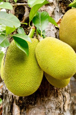 ağaç üzerinde yeşil nefesi