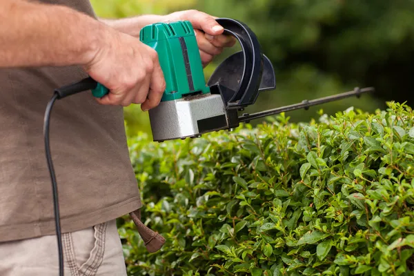 Hedge cutting — Stock Photo, Image