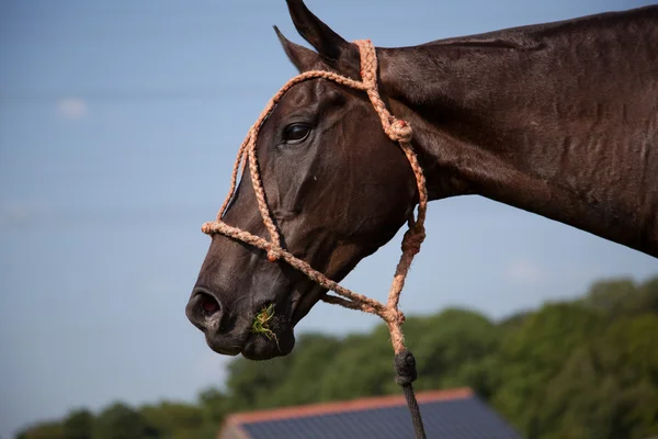 Еда лошади — стоковое фото