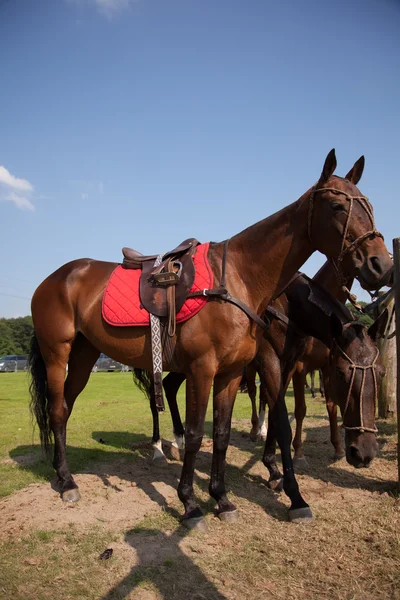 Hästar — Stockfoto